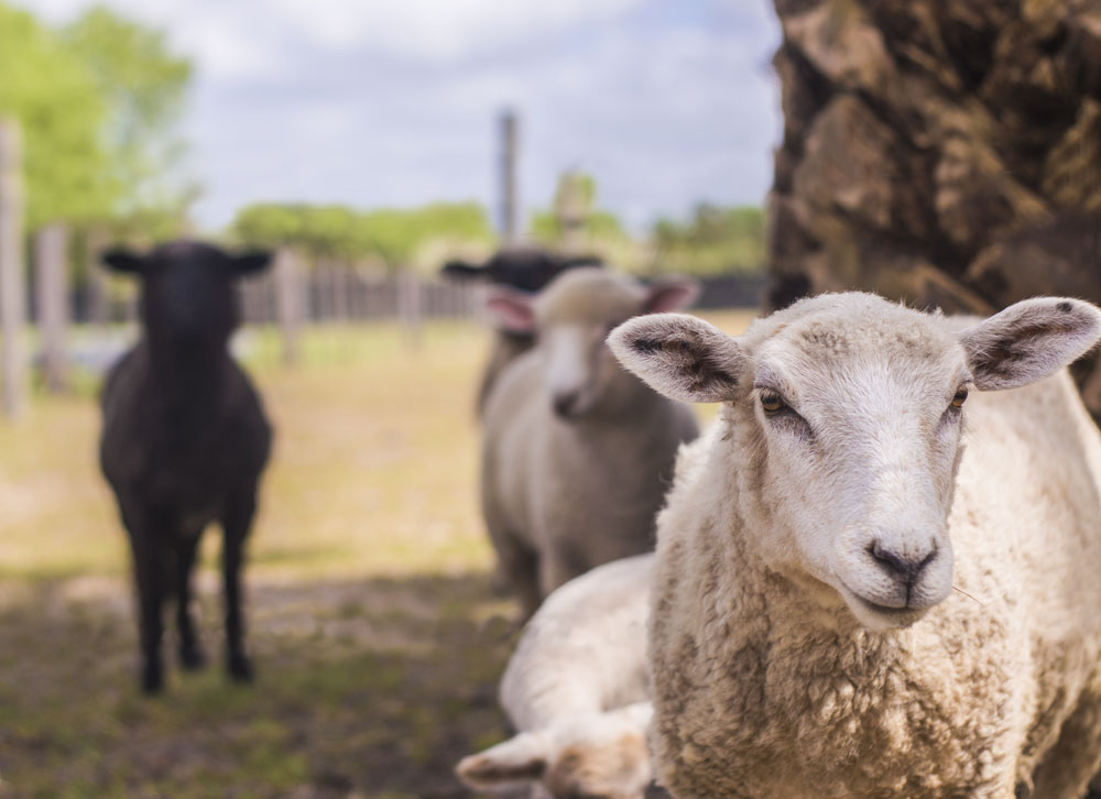 Animales de granja en Chacra Don Andrés