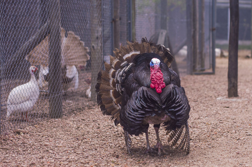Paseo por la granja en Chacra Don Andrés